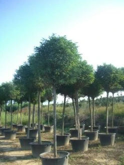 Bolacacia (Robinia Pseudoacacia 'Umbraculifera') -Planten Verkoopwinkel robinia pseudoacacia umbraculifera 20 25ho c230 1