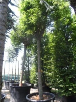 Bolacacia (Robinia Pseudoacacia 'Umbraculifera') -Planten Verkoopwinkel robinia pseudoacacia umbraculifera 35 40ho c500 1