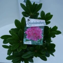 Rhododendron (Rhododendron 'Rocket') -Planten Verkoopwinkel rocket c5 boven