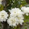 Klimroos (Rosa Banksiae Alba) -Planten Verkoopwinkel rosa banksiae alba 1 1