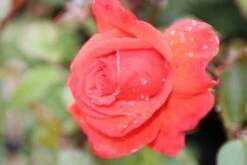 Klimroos (Rosa 'Bionda') -Planten Verkoopwinkel rosa bionda 1 1