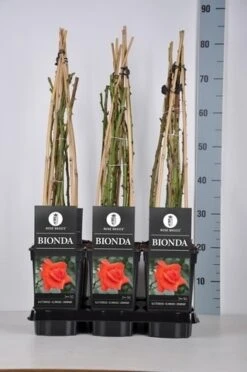 Klimroos (Rosa 'Bionda') -Planten Verkoopwinkel rosa bionda in de winter c3 1