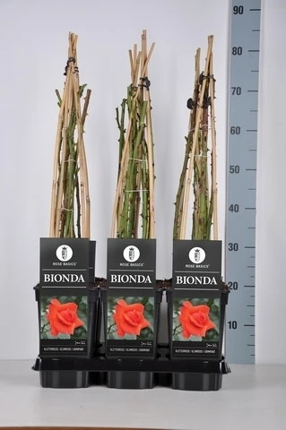 Klimroos (Rosa 'Bionda') 2 Klimroos (Rosa 'Bionda') - Afbeelding 2