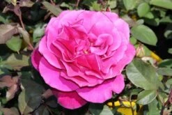 Speciale Roos (Rosa 'Blackberry Nip') -Planten Verkoopwinkel rosa blackberry nip 3