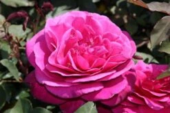 Speciale Roos (Rosa 'Blackberry Nip') -Planten Verkoopwinkel rosa blackberry nip 3 1