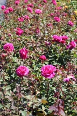 Speciale Roos (Rosa 'Blackberry Nip') -Planten Verkoopwinkel rosa blackberry nip 5
