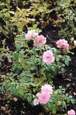 Trosroos (Rosa 'Bonica 82') -Planten Verkoopwinkel rosa bonica 82 1 1