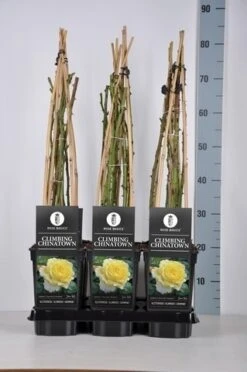 Klimroos (Rosa 'Climbing Chinatown') -Planten Verkoopwinkel rosa climbing chinatown in de winter 1