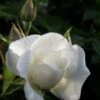 Klimroos (Rosa 'Climbing Snow Princess') 5 Klimroos (Rosa 'Climbing Snow Princess') -Planten Verkoopwinkel rosa climbing snow princess 1 1