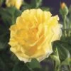 Klimroos (Rosa 'Golden Climber') -Planten Verkoopwinkel rosa golden climber 2