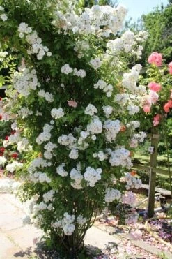 Miniklimroos (Rosa 'Guirlande D'Amour') -Planten Verkoopwinkel rosa guirlande d amour 1