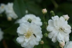 Miniklimroos (Rosa 'Guirlande D'Amour') -Planten Verkoopwinkel rosa guirlande d amour 1 2