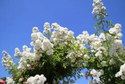 Miniklimroos (Rosa 'Guirlande D'Amour') -Planten Verkoopwinkel rosa guirlande d amour 2 2