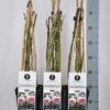 Klimroos (Rosa 'Jasmina') -Planten Verkoopwinkel rosa jasmina klimroos in de winter c3 3stok75 kaal 1