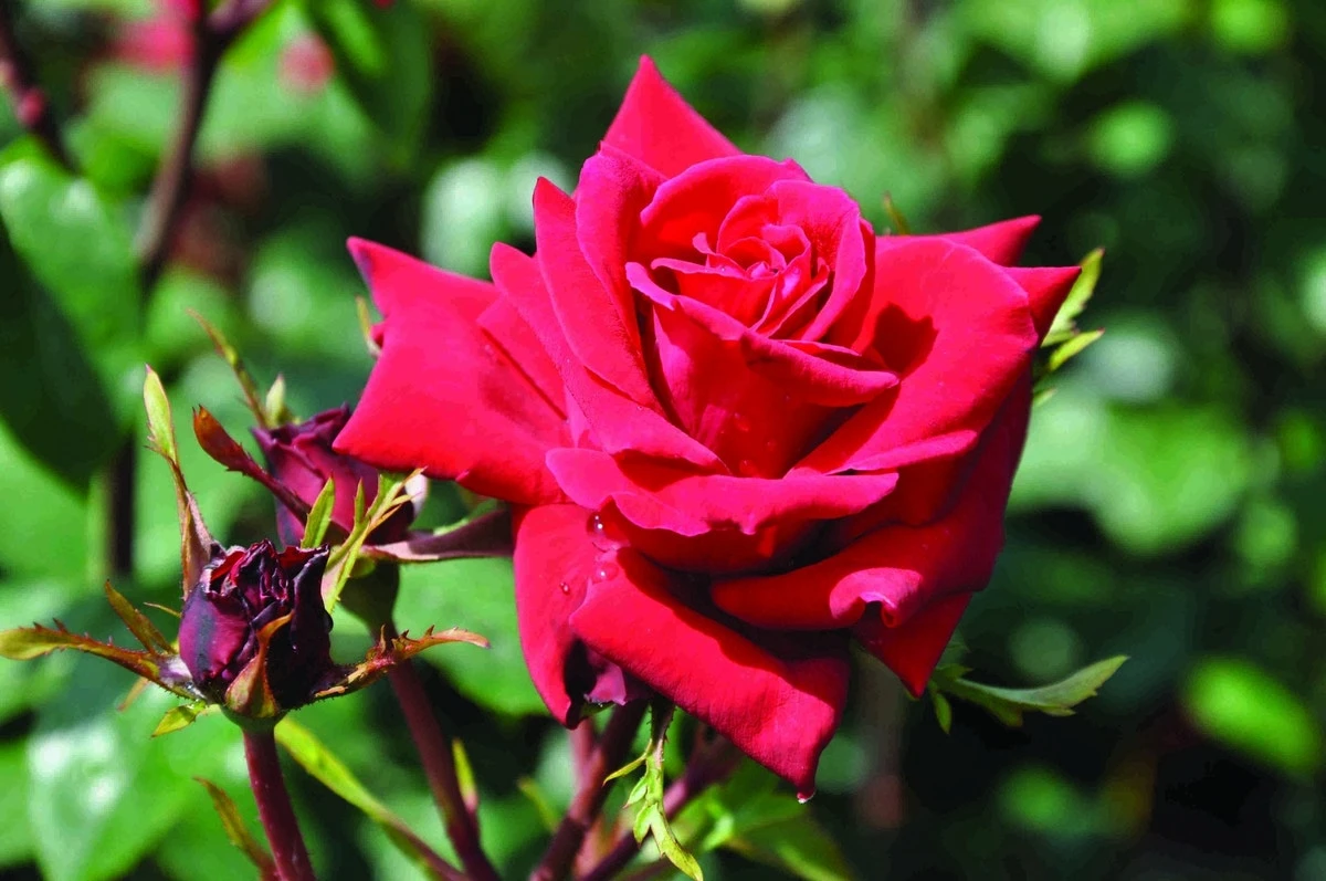 Klimroos (Rosa 'Mazurika') 1 Klimroos (Rosa 'Mazurika')