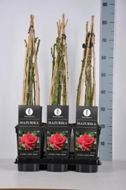 Klimroos (Rosa 'Mazurika') -Planten Verkoopwinkel rosa mazurika in de winter c3 1