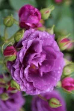 Trosroos (Rosa 'Minerva') -Planten Verkoopwinkel rosa minerva 1