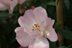 Miniklimroos (Rosa 'Open Arms') -Planten Verkoopwinkel rosa open arms 2 2
