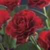 Klimroos (Rosa 'Paul's Scarlet Climber') -Planten Verkoopwinkel rosa paul s scarlet climber 2 1