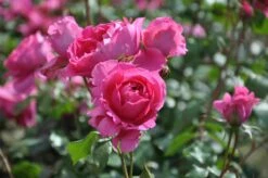 Klimroos (Rosa 'Pink Cloud') -Planten Verkoopwinkel rosa pink cloud