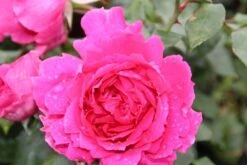 Klimroos (Rosa 'Pink Cloud') -Planten Verkoopwinkel rosa pink cloud 2 1