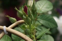 Roos (Rosa 'Rhapsody In Blue') -Planten Verkoopwinkel rosa rhapsody in blue 1 3