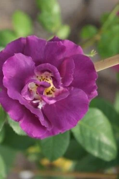 Roos (Rosa 'Rhapsody In Blue') -Planten Verkoopwinkel rosa rhapsody in blue 3 2