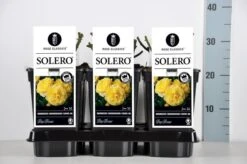 Bodembedekkende Roos (Rosa 'Solero') -Planten Verkoopwinkel rosa solero in de winter