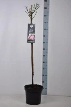 Stamroos (Rosa 'The Fairy') 9 Stamroos (Rosa 'The Fairy') -Planten Verkoopwinkel rosa thefairy stam90 kaal