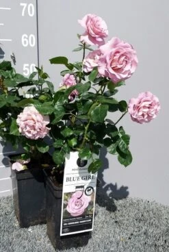 Grootbloemige Roos (Rosa 'Blue Girl') -Planten Verkoopwinkel rosabluegirl04