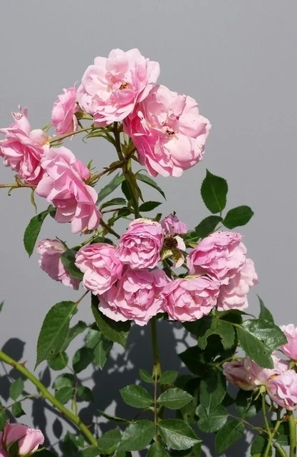 Trosroos (Rosa 'Bonica 82') 6 Trosroos (Rosa 'Bonica 82') - Afbeelding 6