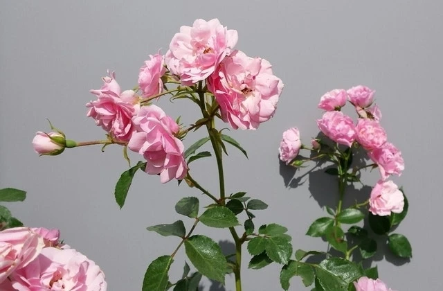 Trosroos (Rosa 'Bonica 82') 7 Trosroos (Rosa 'Bonica 82') - Afbeelding 7