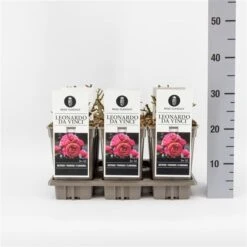 Trosroos (Rosa 'Leonardo Da Vinci') -Planten Verkoopwinkel rosaleonardodavinci03 1