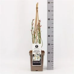 Roos (Rosa 'Sally Holmes') -Planten Verkoopwinkel rosasallyholmes01 2