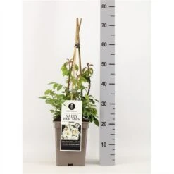 Roos (Rosa 'Sally Holmes') -Planten Verkoopwinkel rosasallyholmes02 2