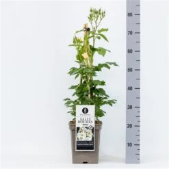 Roos (Rosa 'Sally Holmes') -Planten Verkoopwinkel rosasallyholmes04