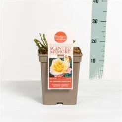 Roos (Rosa 'Scented Memory') -Planten Verkoopwinkel rosascentedmemory03