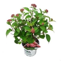 Hortensia (Hydrangea 'Ruby Annabelle') -Planten Verkoopwinkel ruby annabelle 1