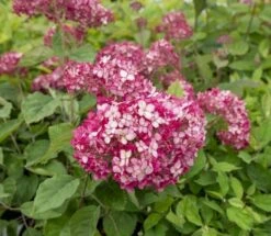 Hortensia (Hydrangea 'Ruby Annabelle') -Planten Verkoopwinkel ruby annabelle 5 2