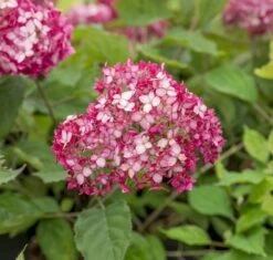 Hortensia (Hydrangea 'Ruby Annabelle') -Planten Verkoopwinkel ruby annabelle 6 2