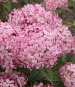 Hortensia (Hydrangea 'Ruby Annabelle') -Planten Verkoopwinkel ruby annabelle 7 2