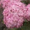 Hortensia (Hydrangea 'Ruby Annabelle') -Planten Verkoopwinkel ruby annabelle 8 1