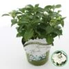 Hortensia (Hydrangea Hybr. 'Runaway Bride') -Planten Verkoopwinkel runawaybride