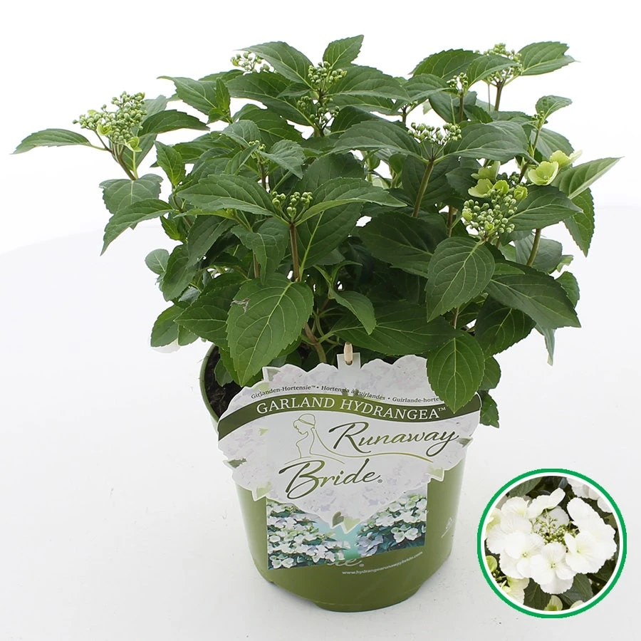 Hortensia (Hydrangea Hybr. 'Runaway Bride') 1 Hortensia (Hydrangea Hybr. 'Runaway Bride')
