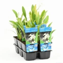 Pijlkruid (Sagittaria Graminea) -Planten Verkoopwinkel sagittaria graminea t e 11300 p9