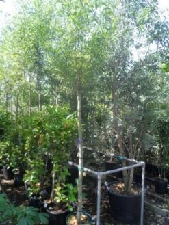 Knotwilg (Salix Alba) 18 Knotwilg (Salix Alba) -Planten Verkoopwinkel salix alba 12 14 16ho cont 2