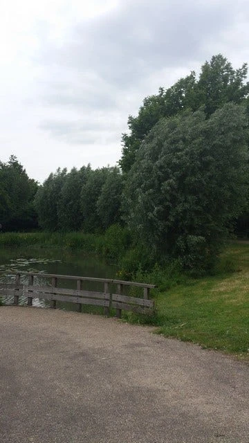 Knotwilg (Salix Alba) 3 Knotwilg (Salix Alba) - Afbeelding 3