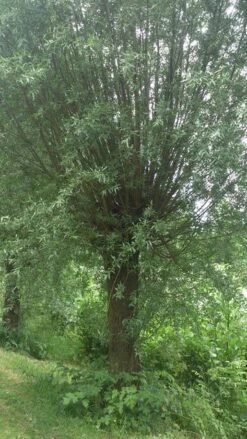 Knotwilg (Salix Alba) -Planten Verkoopwinkel salix alba knotwilg 2