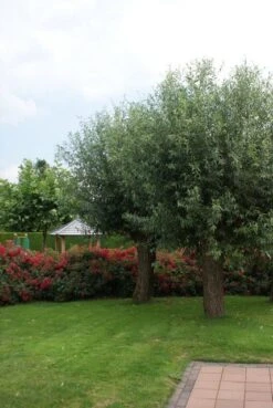 Knotwilg (Salix Alba) -Planten Verkoopwinkel salix alba knotwilg 2 1