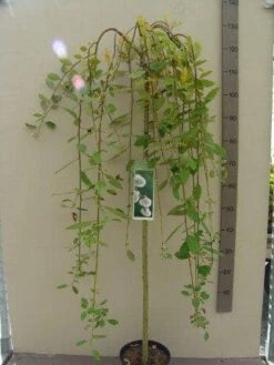 Treurwilg Op Stam (Salix Caprea 'Kilmarnock') -Planten Verkoopwinkel salix c. kilmarnock 120st c5 1